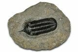 Prone Morocconites Trilobite Fossil - Ofaten, Morocco #359485-3